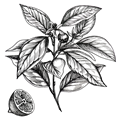 Citrus